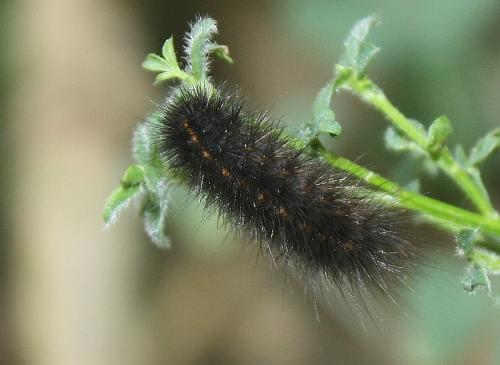 Réf. 236 773 : Spilosoma lubricipeda